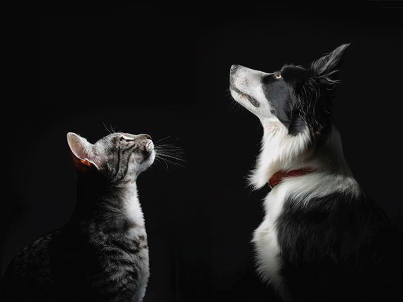Purina Pro Plan Rebrand 